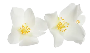 Blume Simon Fruchtzweig