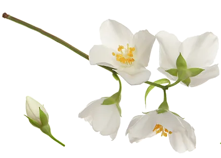 Blume Simon Fruchtzweig